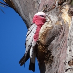 Eolophus roseicapilla at Kambah, ACT - 24 Jul 2020