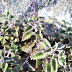 Coleus graveolens (Bush Basil) at Longreach, NSW - 24 Jul 2020 by plants