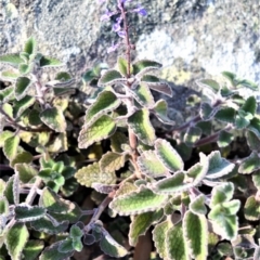 Plectranthus graveolens (Bush Basil) at Wogamia Nature Reserve - 24 Jul 2020 by plants