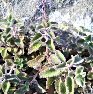 Plectranthus graveolens at Longreach, NSW - 24 Jul 2020