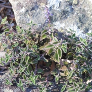 Plectranthus graveolens at Longreach, NSW - 24 Jul 2020