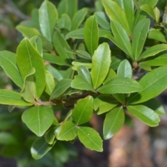Myrsine variabilis (Muttonwood) at Wogamia Nature Reserve - 24 Jul 2020 by plants