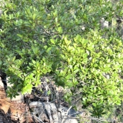 Myrsine variabilis at Longreach, NSW - 24 Jul 2020