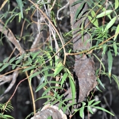 Pandorea pandorana (Wonga Wonga Vine) at Longreach, NSW - 24 Jul 2020 by plants