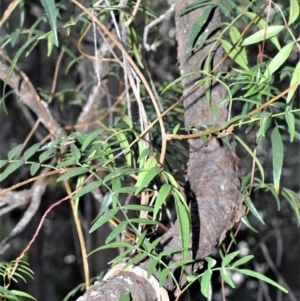 Pandorea pandorana at Longreach, NSW - 24 Jul 2020