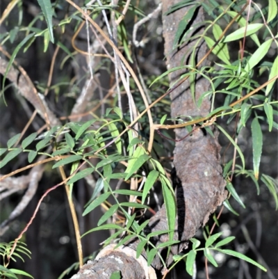 Pandorea pandorana (Wonga Wonga Vine) at Wogamia Nature Reserve - 24 Jul 2020 by plants