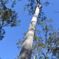 Corymbia maculata (Spotted Gum) at Wogamia Nature Reserve - 24 Jul 2020 by plants