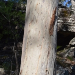 Corymbia maculata at Wogamia Nature Reserve - 24 Jul 2020