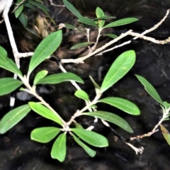 Tristaniopsis laurina (Kanooka, Water Gum) at Wogamia Nature Reserve - 24 Jul 2020 by plants