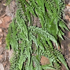 Blechnum rupestre (Small Rasp Fern) at Longreach, NSW - 24 Jul 2020 by plants