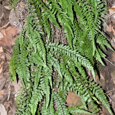 Blechnum rupestre (Small Rasp Fern) at Longreach, NSW - 24 Jul 2020 by plants