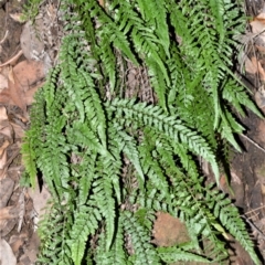 Blechnum spinulosum (Small Rasp Fern) at Wogamia Nature Reserve - 24 Jul 2020 by plants