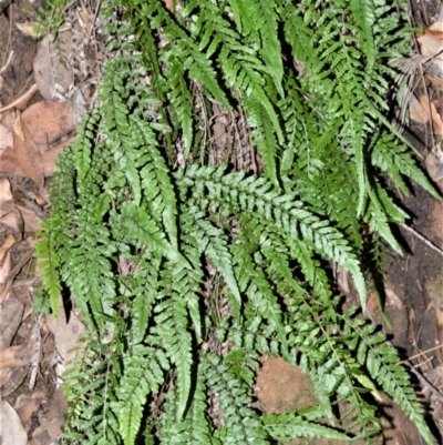 Blechnum rupestre (Small Rasp Fern) at Longreach, NSW - 24 Jul 2020 by plants