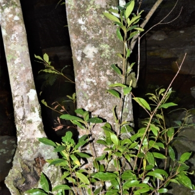 Ceratopetalum apetalum (Coachwood) at Wogamia Nature Reserve - 24 Jul 2020 by plants