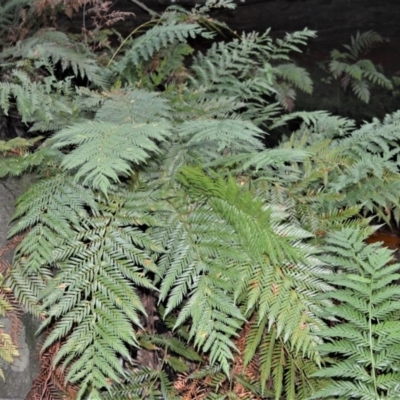 Todea barbara (King Fern) at Wogamia Nature Reserve - 24 Jul 2020 by plants