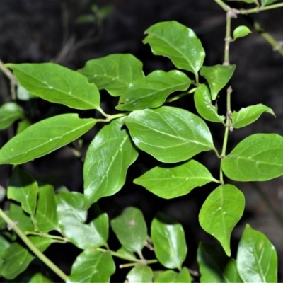 Gynochthodes jasminoides (Sweet Morinda) at Longreach, NSW - 24 Jul 2020 by plants