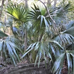 Livistona australis (Australian Cabbage Palm) at Longreach, NSW - 24 Jul 2020 by plants