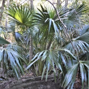 Livistona australis at Longreach, NSW - suppressed
