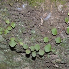 Pyrrosia rupestris (Rock Felt Fern) at Wogamia Nature Reserve - 24 Jul 2020 by plants
