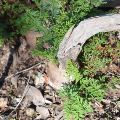 Cheilanthes sieberi subsp. sieberi (Narrow Rock Fern) at Longreach, NSW - 24 Jul 2020 by plants