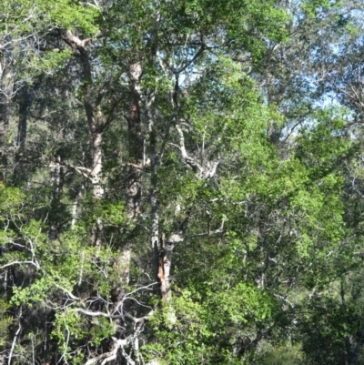 Backhousia myrtifolia (Carrol, Grey Myrtle, Cinnamon Myrtle) at Wogamia Nature Reserve - 24 Jul 2020 by plants