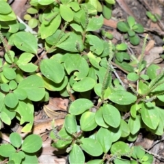 Peperomia blanda var. floribunda (A peperomia) at Longreach, NSW - 24 Jul 2020 by plants