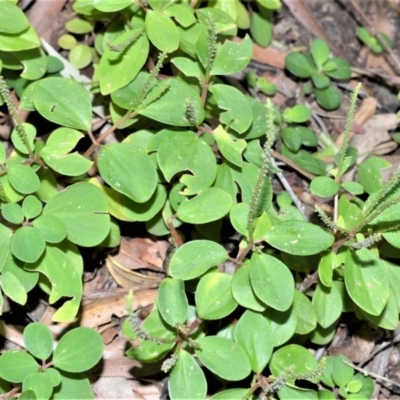 Peperomia blanda var. floribunda (A peperomia) at Wogamia Nature Reserve - 24 Jul 2020 by plants