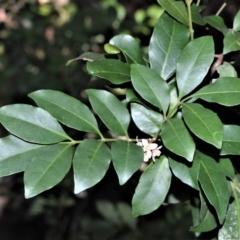 Synoum glandulosum (Scentless Rosewood) at Longreach, NSW - 24 Jul 2020 by plants