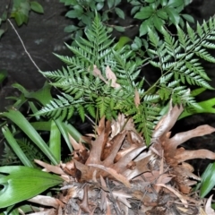 Davallia solida var. pyxidata (Hare's Foot Fern) at Longreach, NSW - 24 Jul 2020 by plants