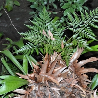 Davallia solida var. pyxidata (Hare's Foot Fern) at Longreach, NSW - 24 Jul 2020 by plants