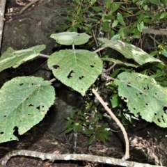 Dendrocnide excelsa (Stinging Tree) at Wogamia Nature Reserve - 24 Jul 2020 by plants