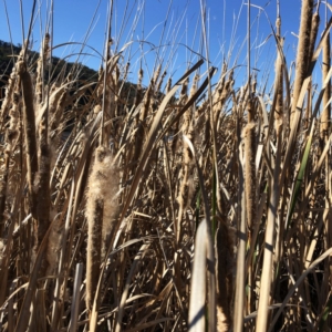 Typha sp. at Yarralumla, ACT - 24 Jul 2020 02:41 PM