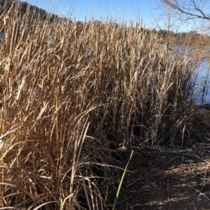 Typha sp. at Yarralumla, ACT - 24 Jul 2020 02:41 PM