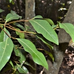 Endiandra sieberi (Hard Corkwood, Pink Walnut) at Longreach, NSW - 24 Jul 2020 by plants