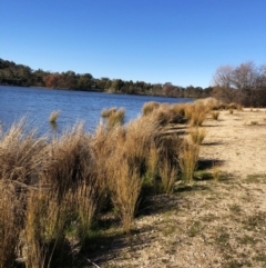 Juncus (genus) (A Rush) at Yarralumla, ACT - 24 Jul 2020 by ruthkerruish