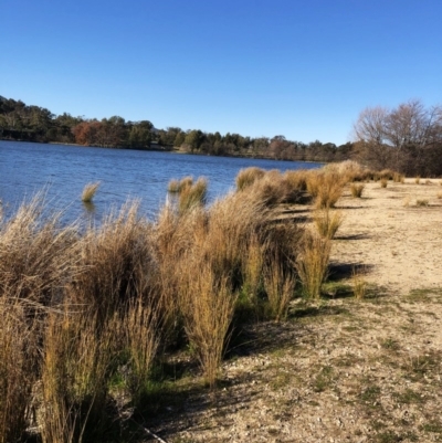 Juncus (genus) (A Rush) at Yarralumla, ACT - 24 Jul 2020 by ruthkerruish