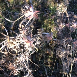 Epilobium sp. at Yarralumla, ACT - 28 Jul 2020