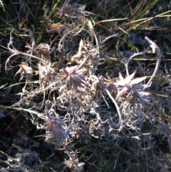 Epilobium sp. at Yarralumla, ACT - 28 Jul 2020