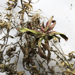 Epilobium sp. at Yarralumla, ACT - 28 Jul 2020