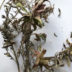 Epilobium sp. at Yarralumla, ACT - 28 Jul 2020