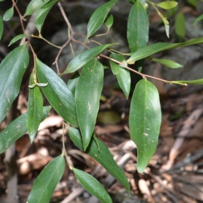 Stenocarpus salignus (Scrub Beefwood) at Longreach, NSW - 24 Jul 2020 by plants