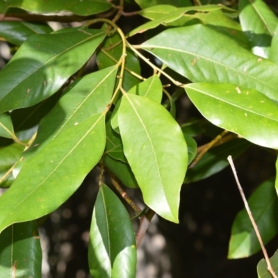 Cryptocarya glaucescens (Bolly Laurel) at Wogamia Nature Reserve - 24 Jul 2020 by plants