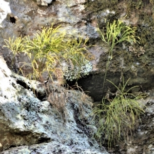 Psilotum nudum at Longreach, NSW - 24 Jul 2020 12:19 PM