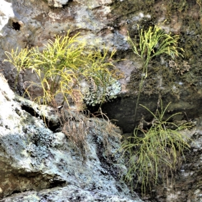 Psilotum nudum (Skeleton Fork-fern) at Longreach, NSW - 24 Jul 2020 by plants