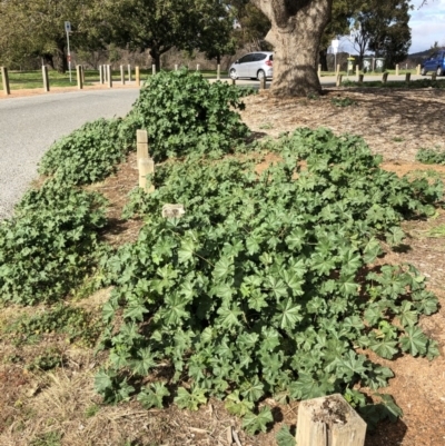 Malva parviflora (Little Mallow) at Lake Burley Griffin West - 28 Jul 2020 by ruthkerruish