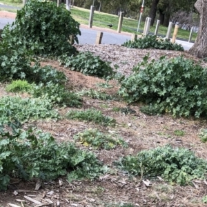 Malva parviflora at Yarralumla, ACT - 28 Jul 2020