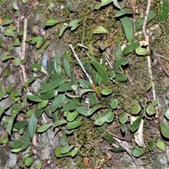 Dendrobium linguiforme (Thumb-nail Orchid) at Wogamia Nature Reserve - 24 Jul 2020 by plants