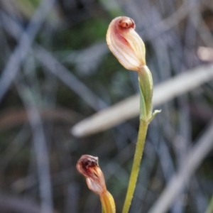 Speculantha rubescens at Canberra Central, ACT - suppressed