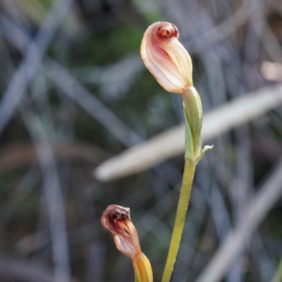 Speculantha rubescens (Blushing Tiny Greenhood) at Black Mountain - 12 Apr 2014 by AaronClausen