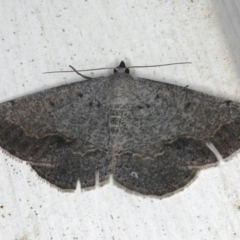 Taxeotis intextata (Looper Moth, Grey Taxeotis) at Ainslie, ACT - 3 Dec 2019 by jbromilow50